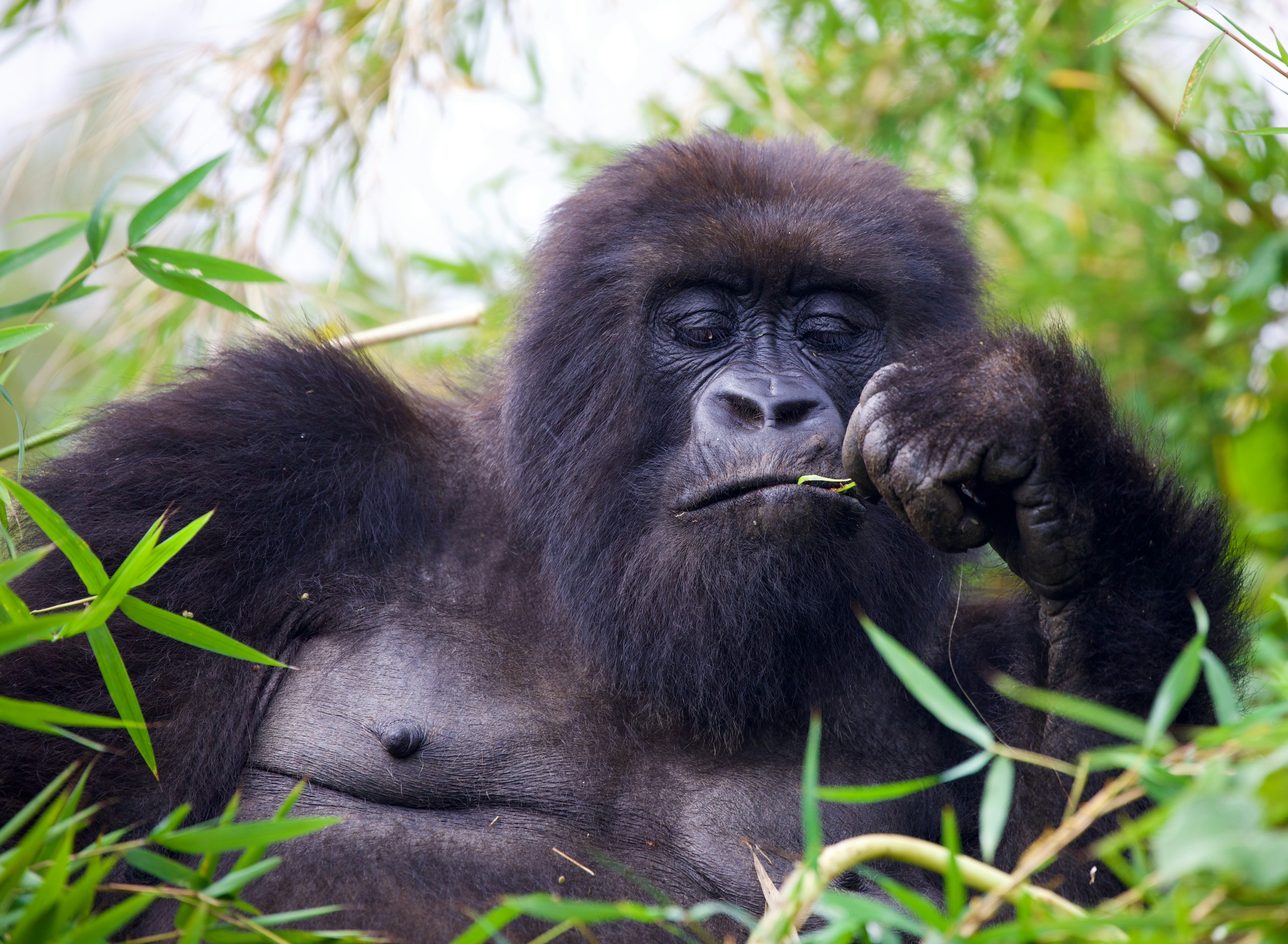 Planning an Africa safari booking with a map