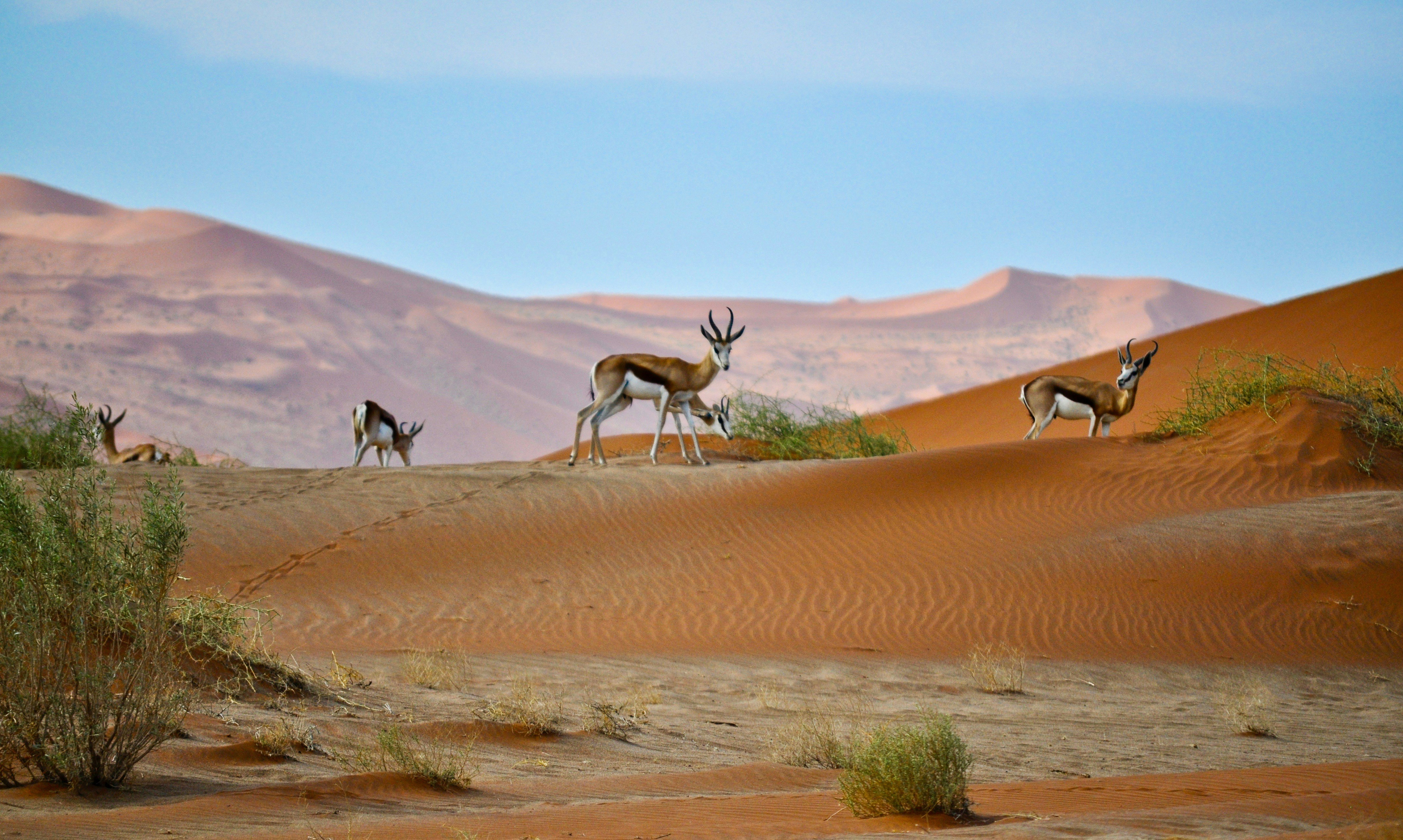 Kalahari Desert Safari: Wildlife, Seasons & Complete Planning Guide