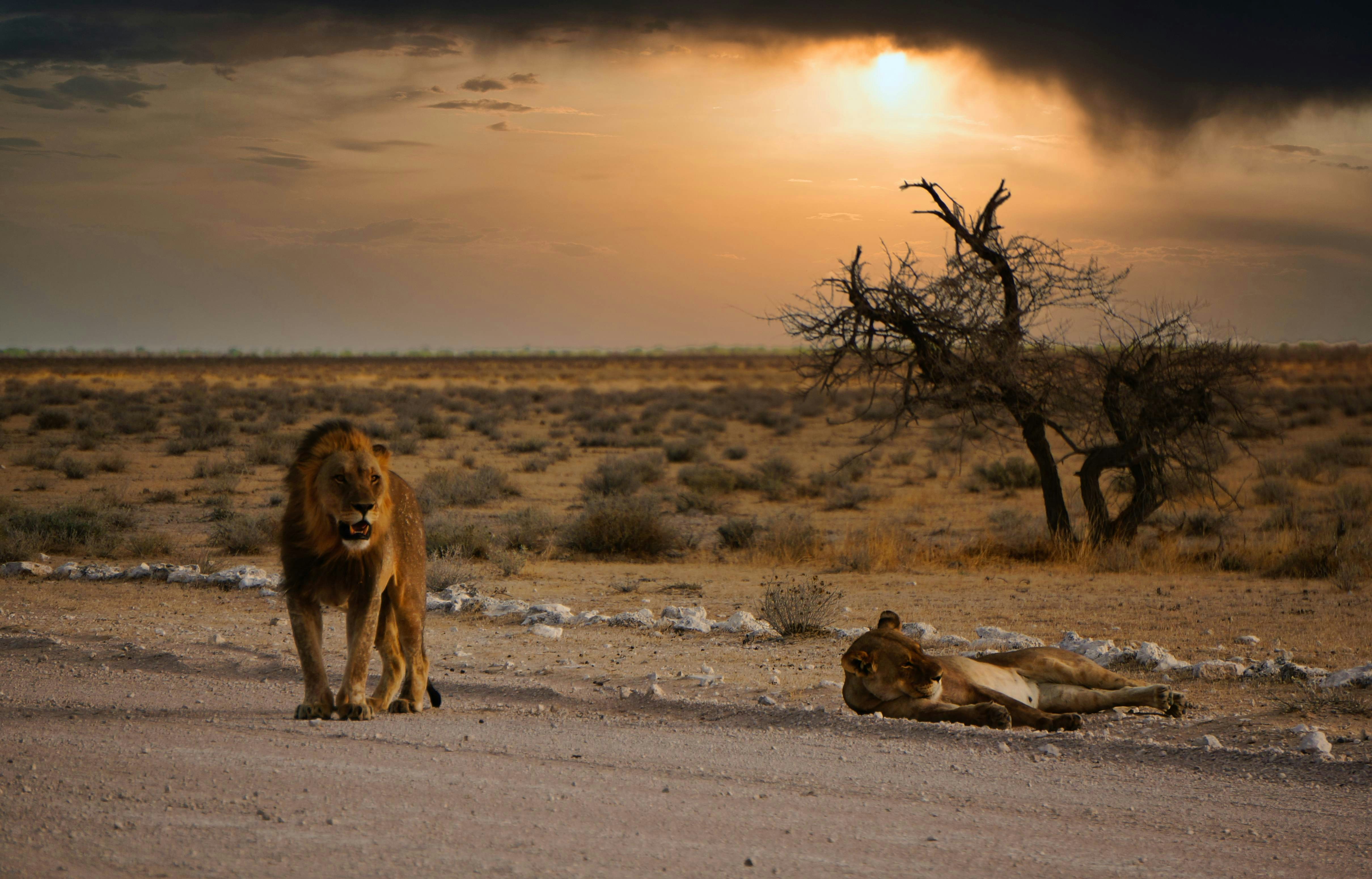 Namibia safari red sand dunes at Sossusvlei at sunrise