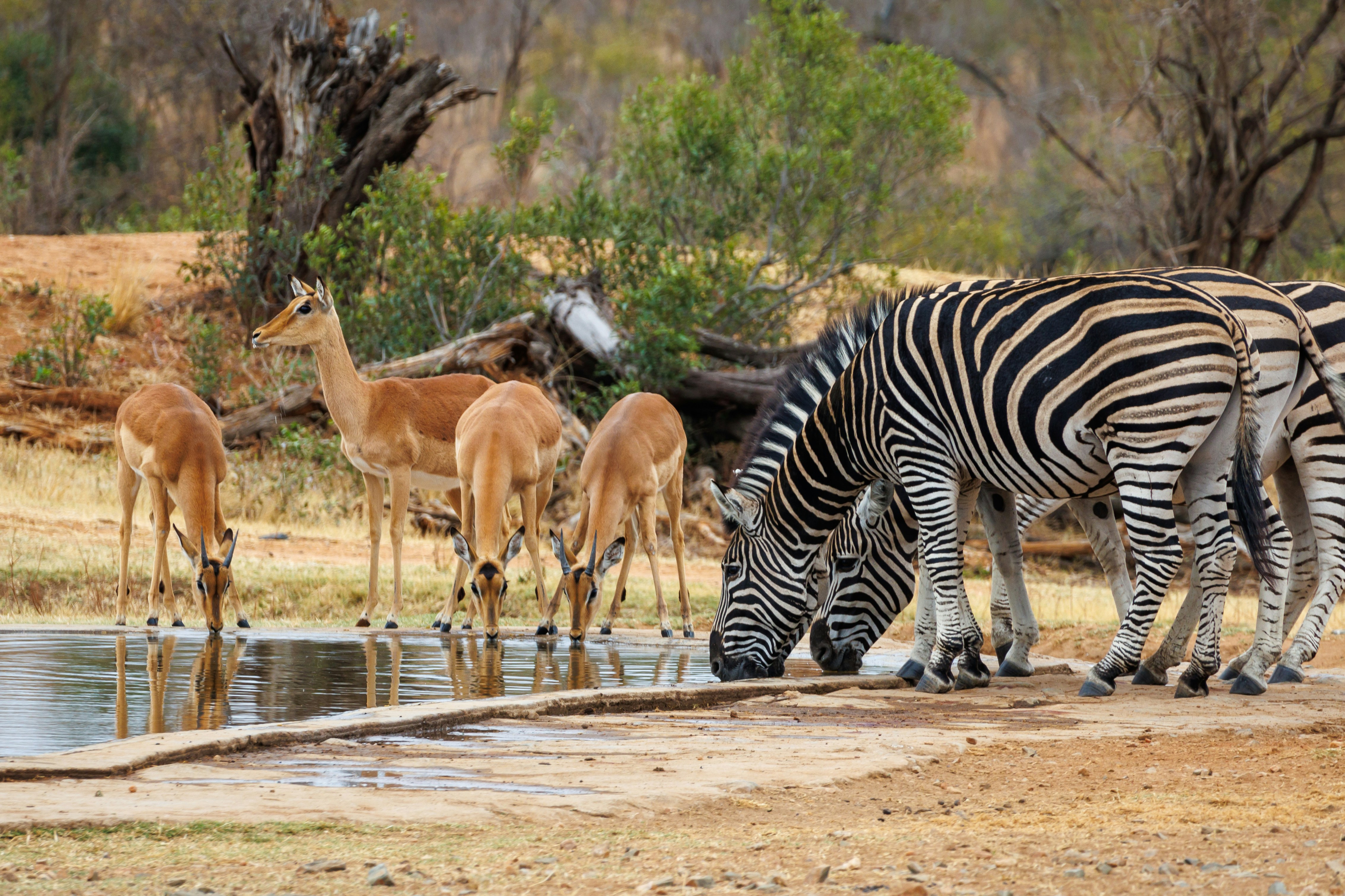 Serengeti National Park Tours: What to Expect & How to Book