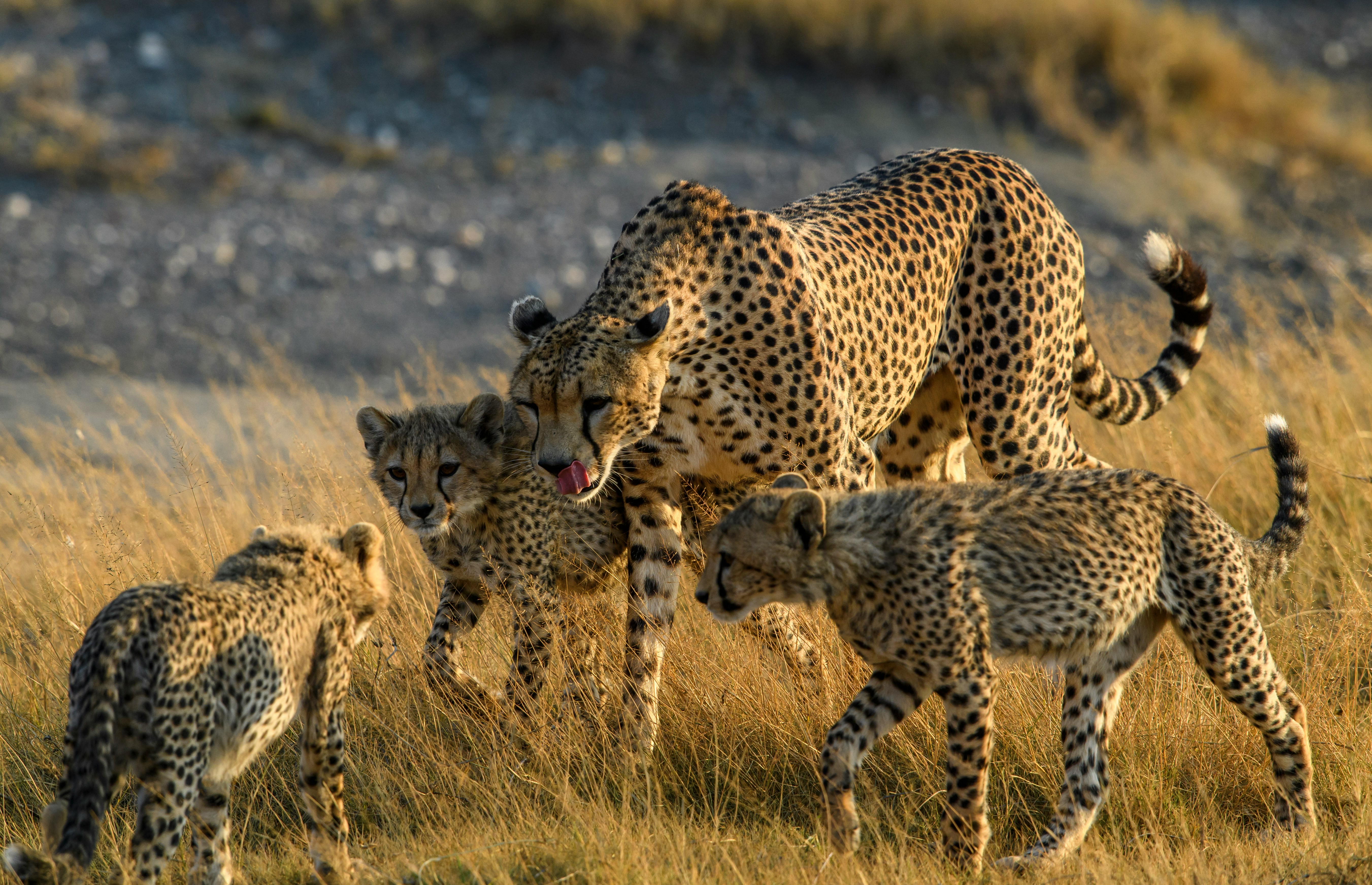 Tanzania Safari: Serengeti, Ngorongoro & Everything You Need to Know
