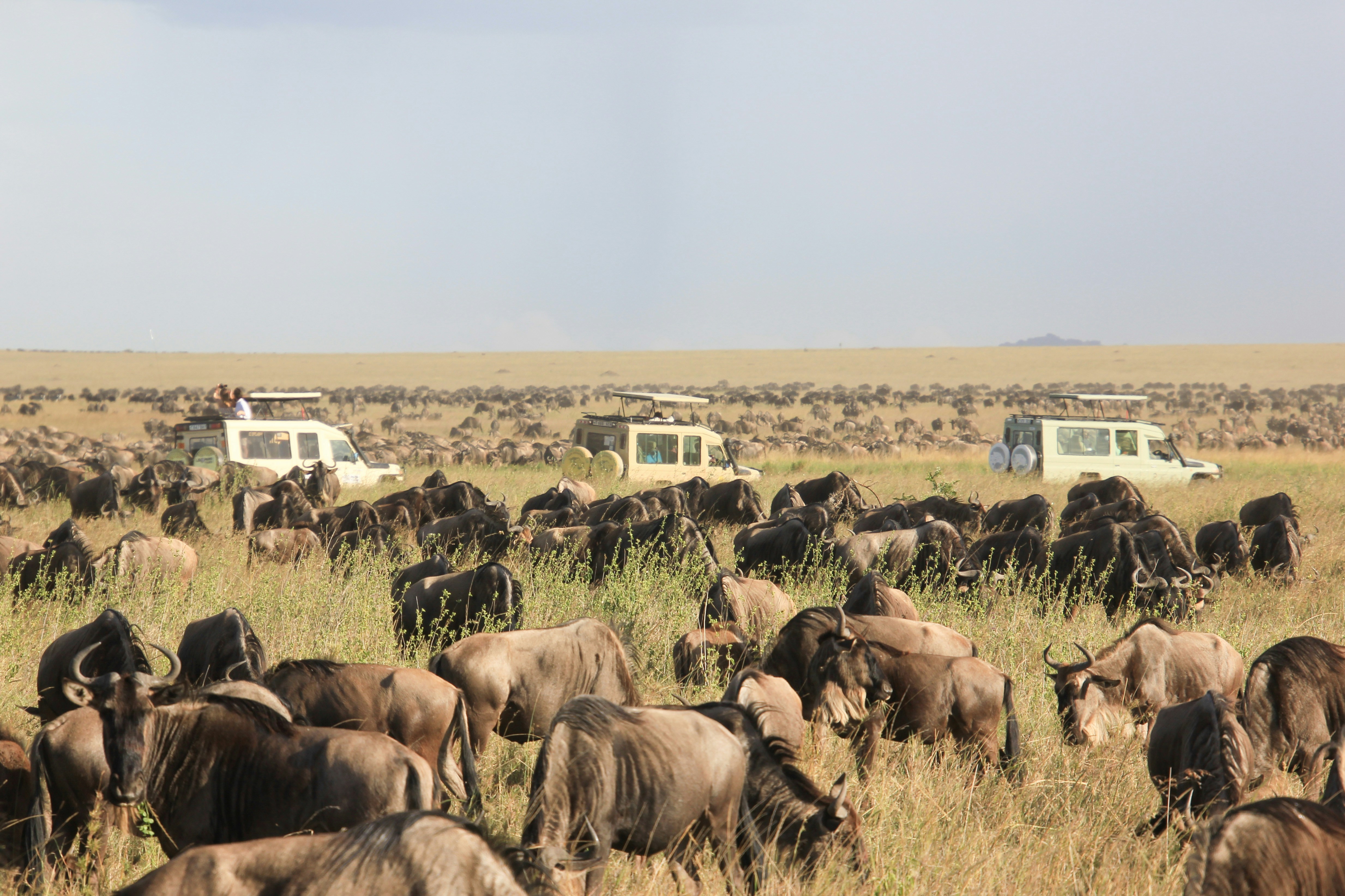 Kenya safari tour vehicle in the Maasai Mara