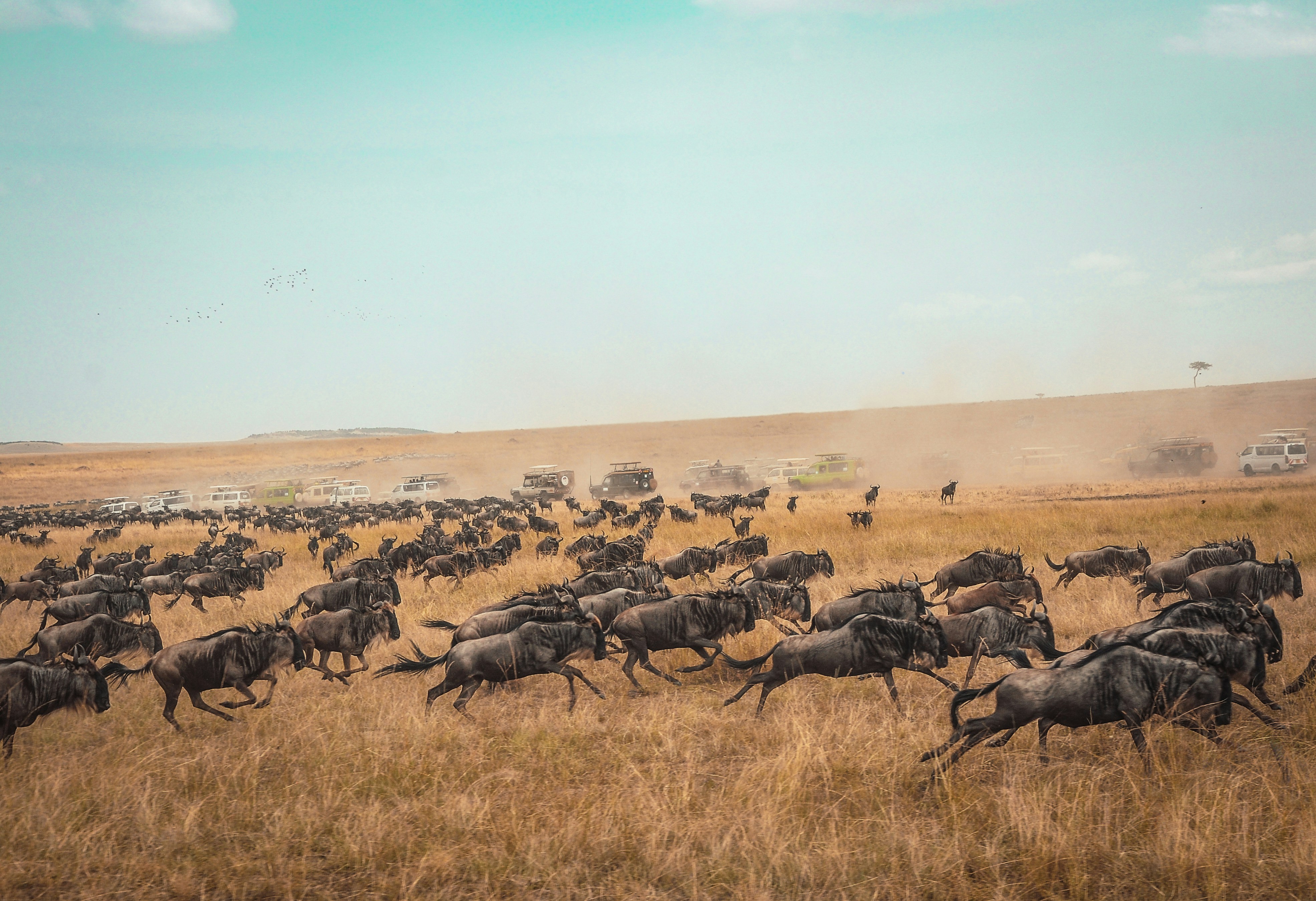 Planning an Africa safari booking with a map