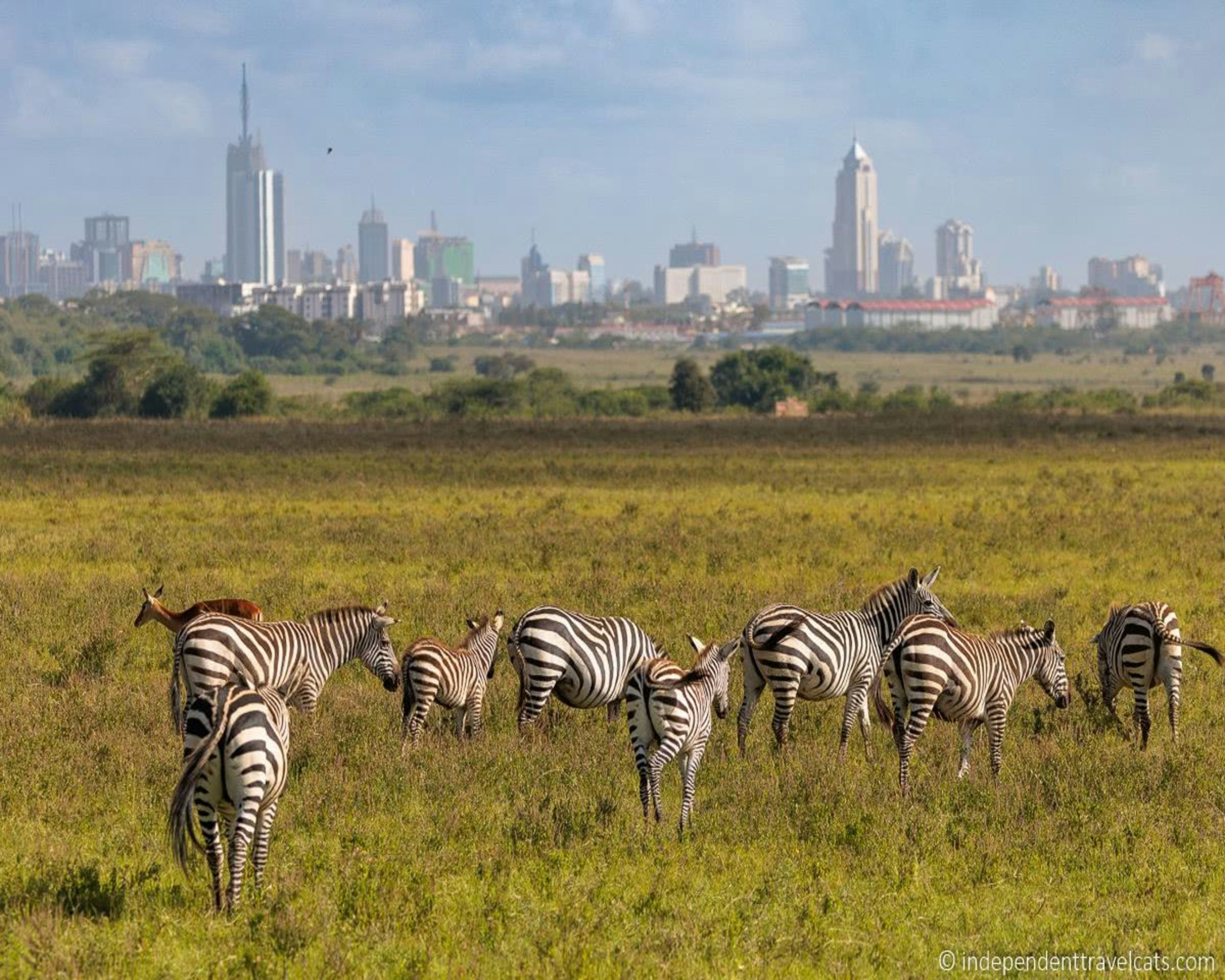 Wildlife game drive in Nairobi National Park Kenya