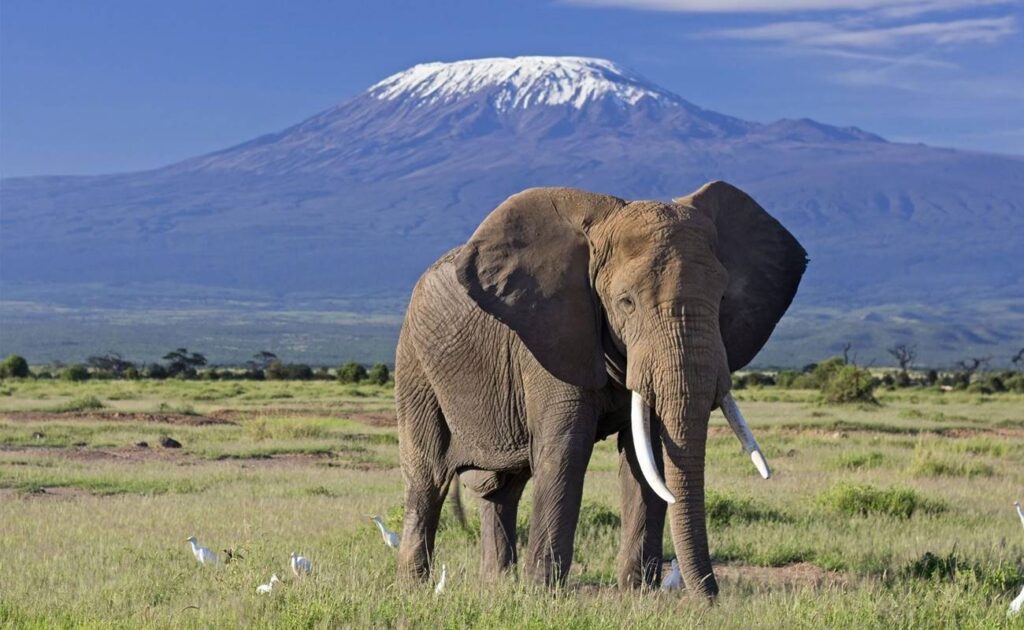 Amboseli elephants with Kilimanjaro
