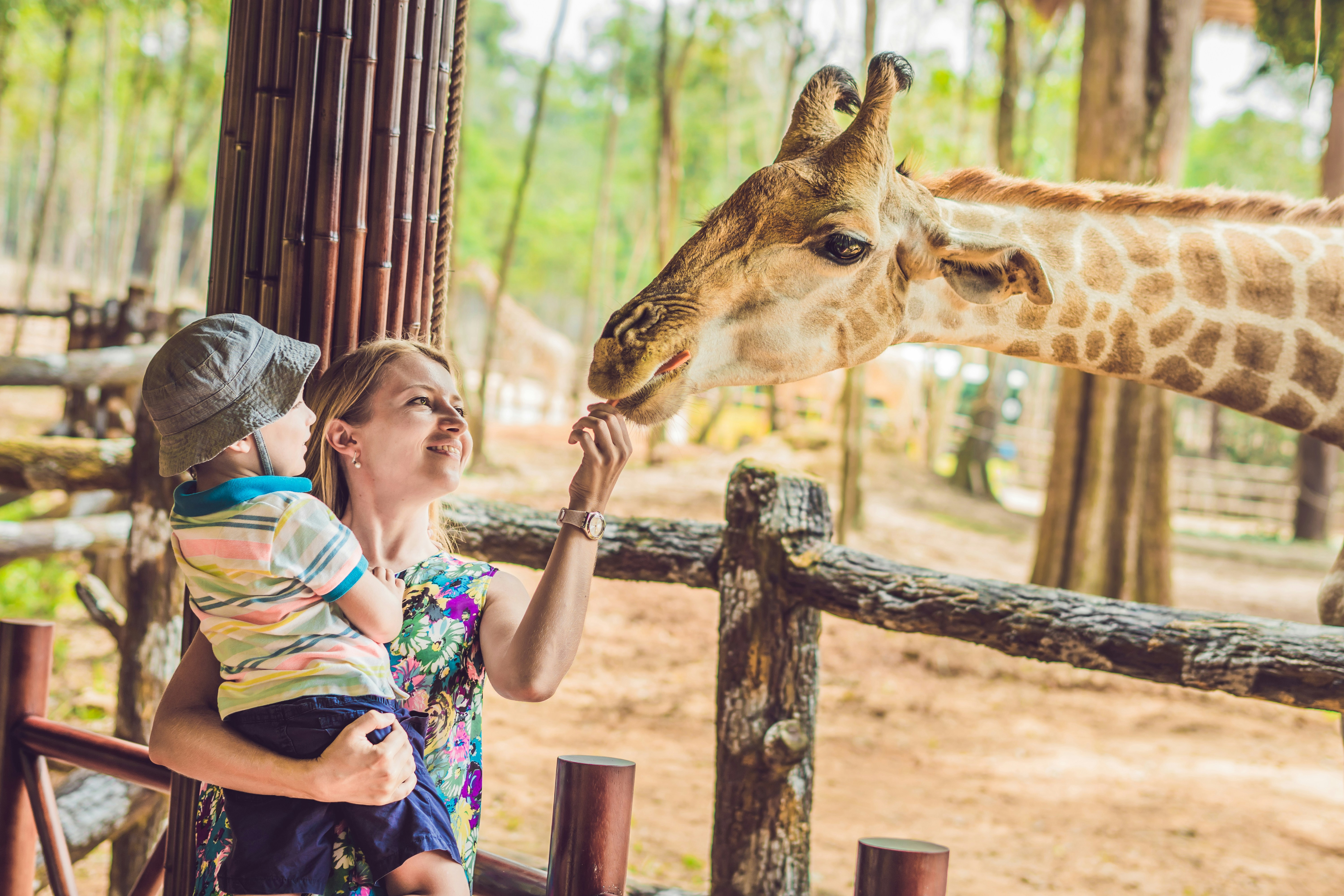 Giraffe Centre Nairobi