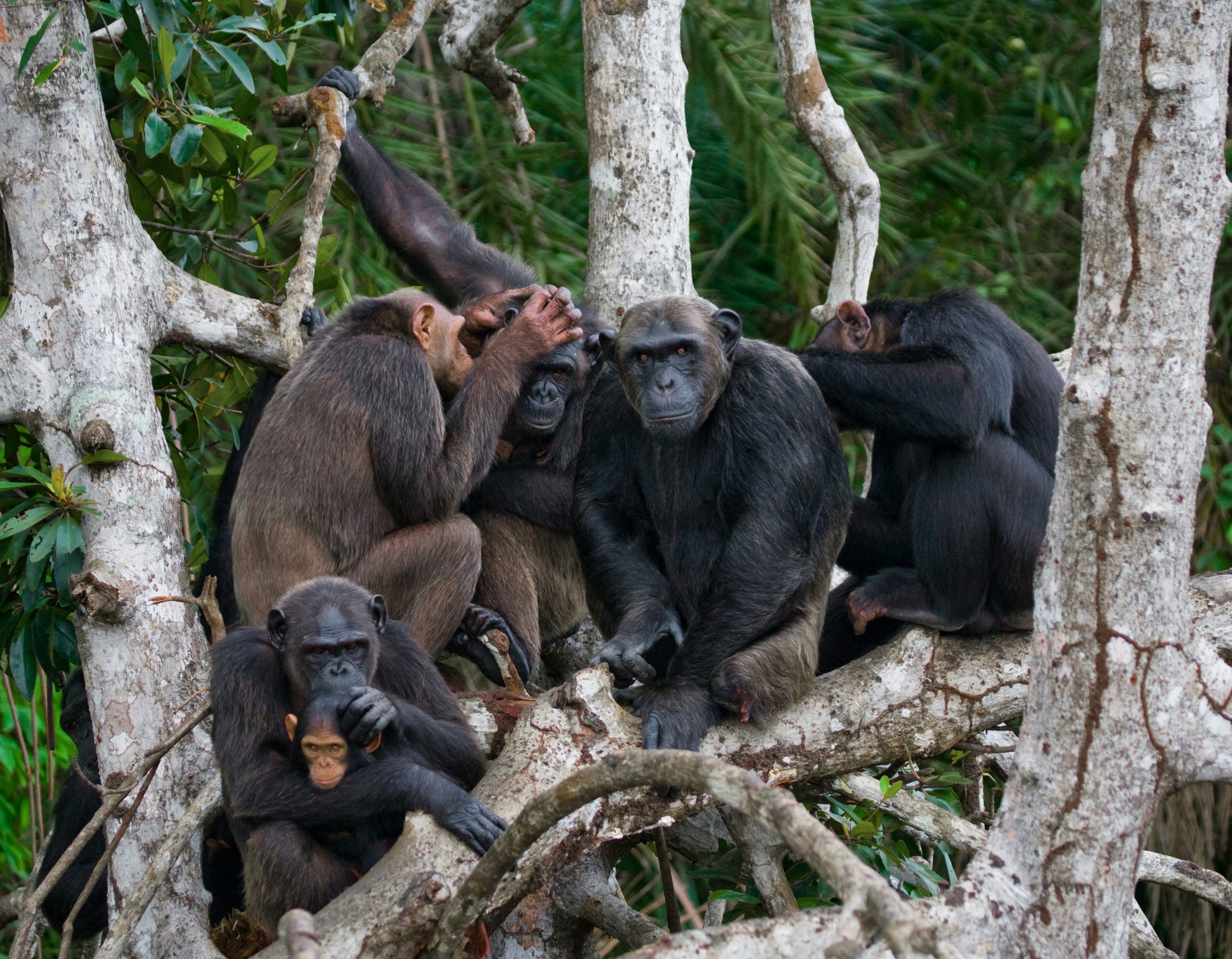 Dense rainforest in Bwindi Impenetrable National Park Uganda