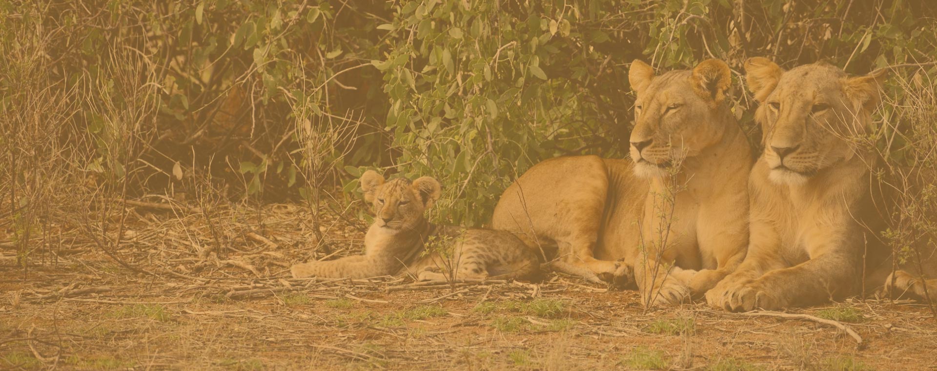 4 Days Serengeti Low Season By Road Safari