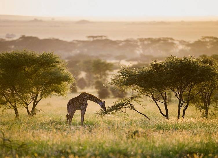 4 Days Ndutu Wildlife Encounter Safari