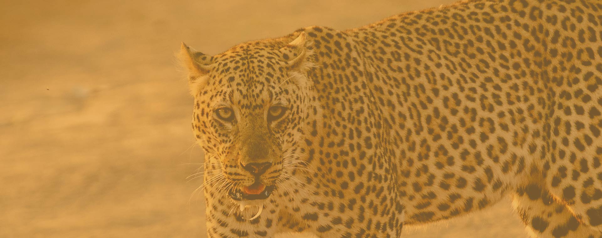 3-Day Tazama Glimpse of Mara Safari