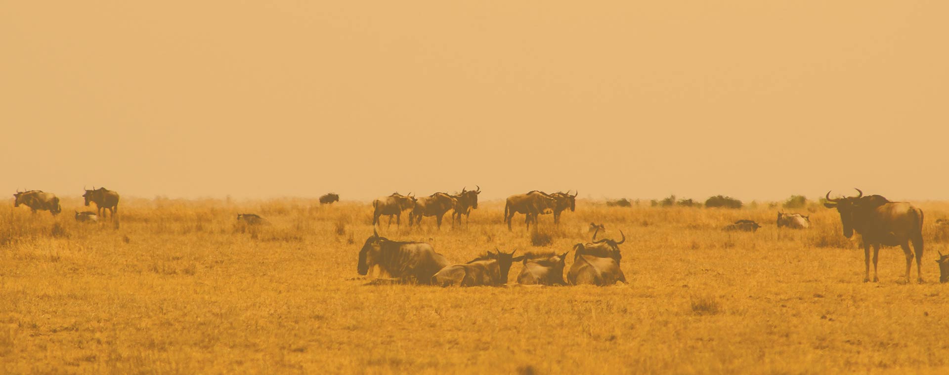 6 Day Tazama Migration Safari