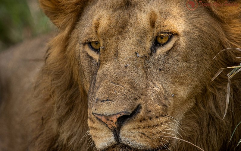 The Big Five animals of Africa — lion, elephant, leopard, buffalo, rhino