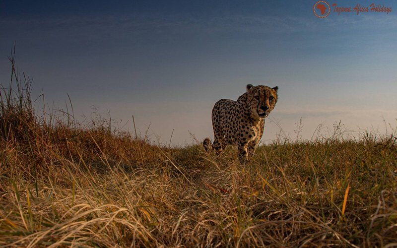 Kenya savannah landscape showing the best safari season