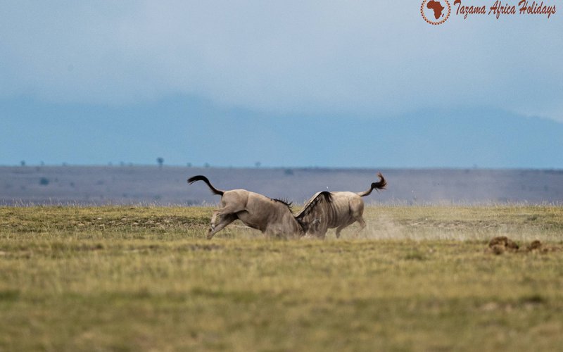 African wildlife conservation — elephants in their natural habitat