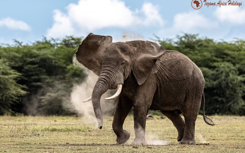 Family enjoying a safari game drive in Tanzania's Serengeti