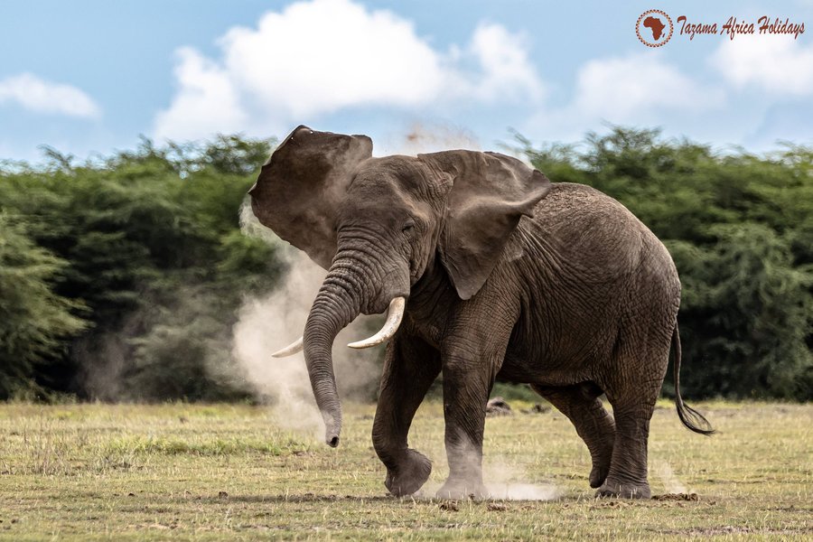 Kenya safari landscape