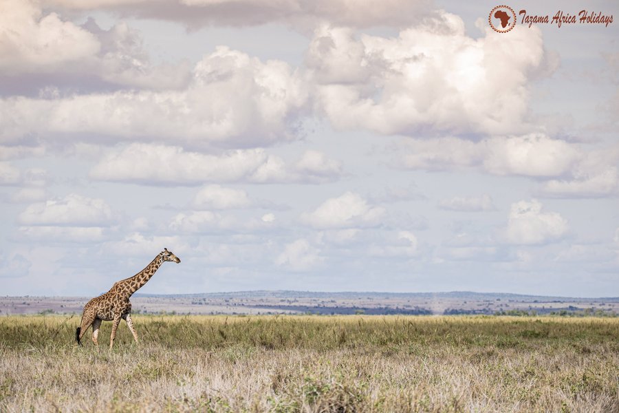Serengeti national park Tanzania