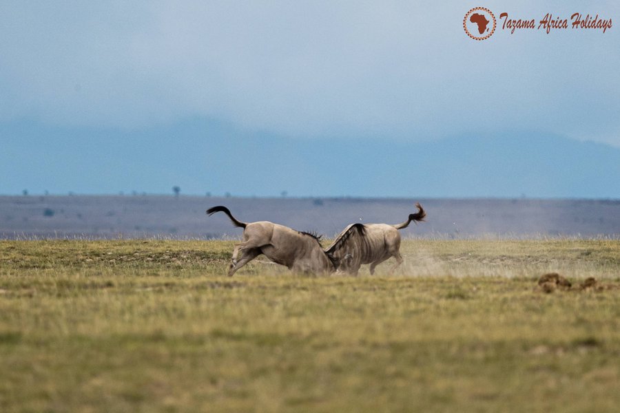 Tanzania safari plains