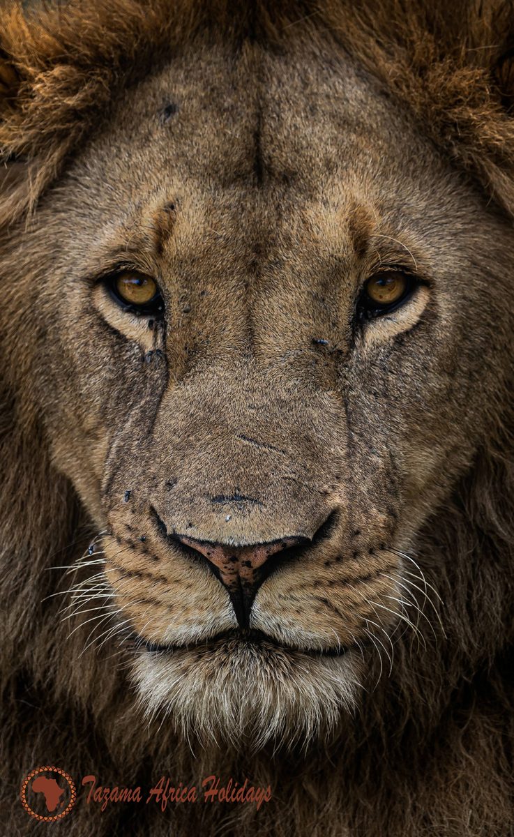 Safari Photography