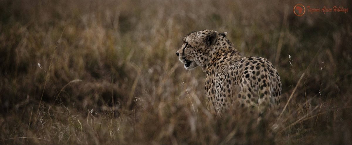 Kenya Tanzania Combined Safari