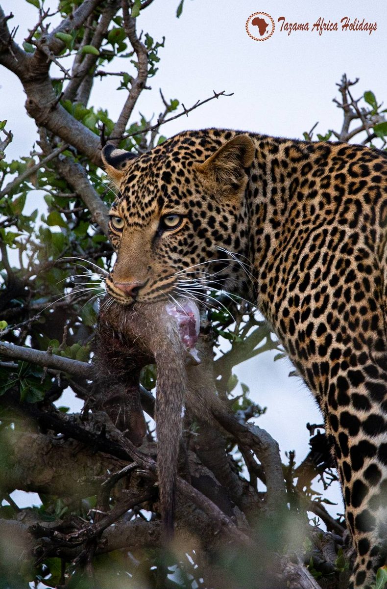 African Nature Safari