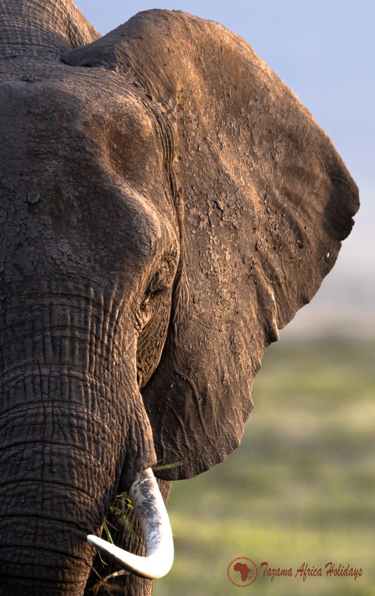 Safari Wildlife Scene
