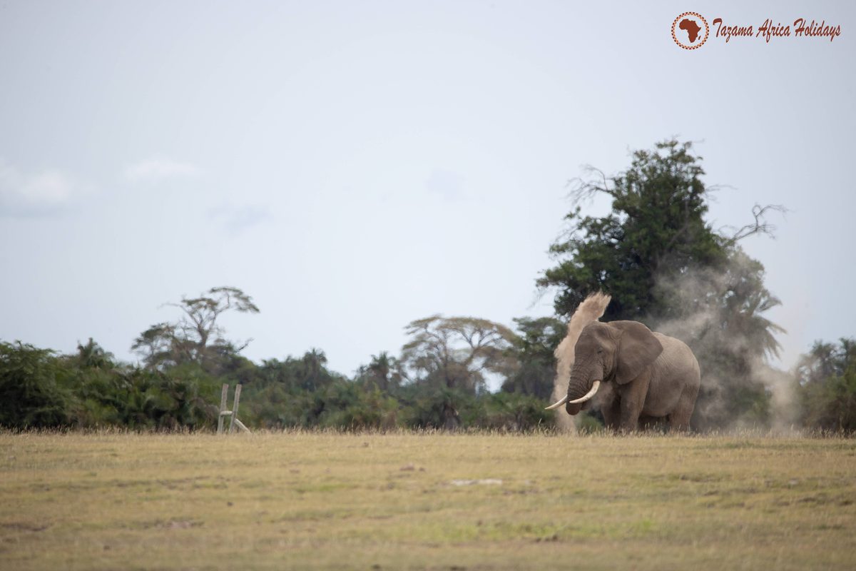 9 Days Migration Safari December to March TZ