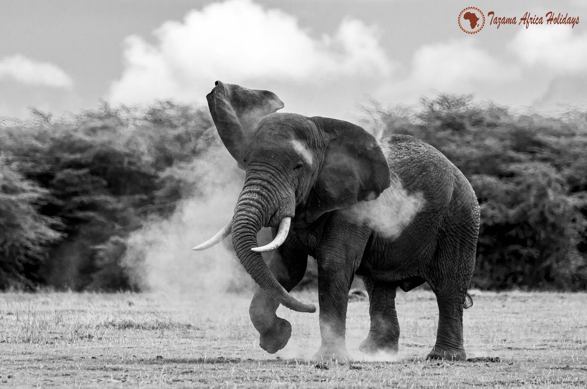 3-Day Tazama Taste of Mara Safari