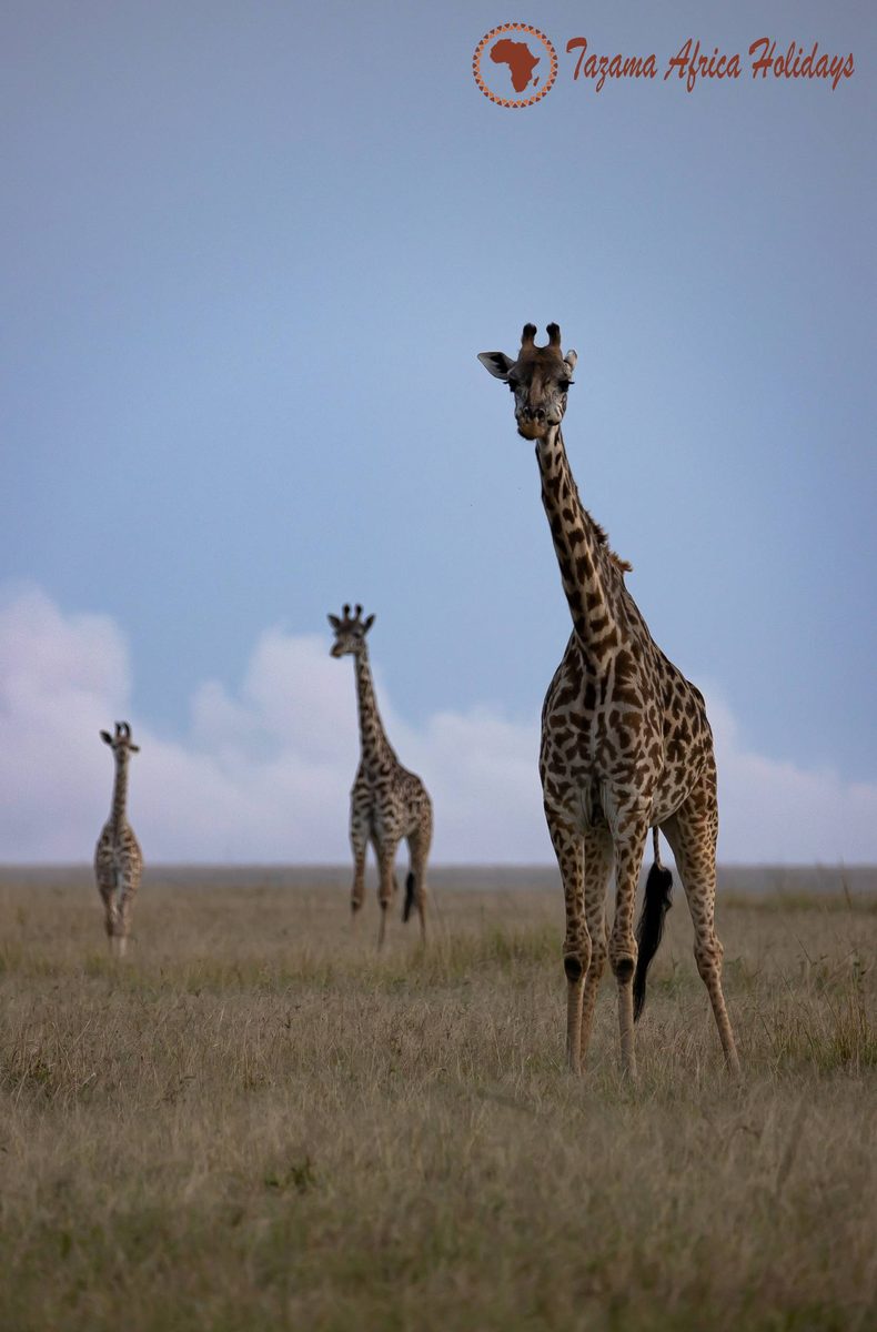 Safari Adventure Kenya