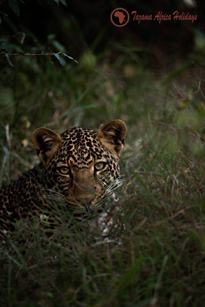 Safari Scene