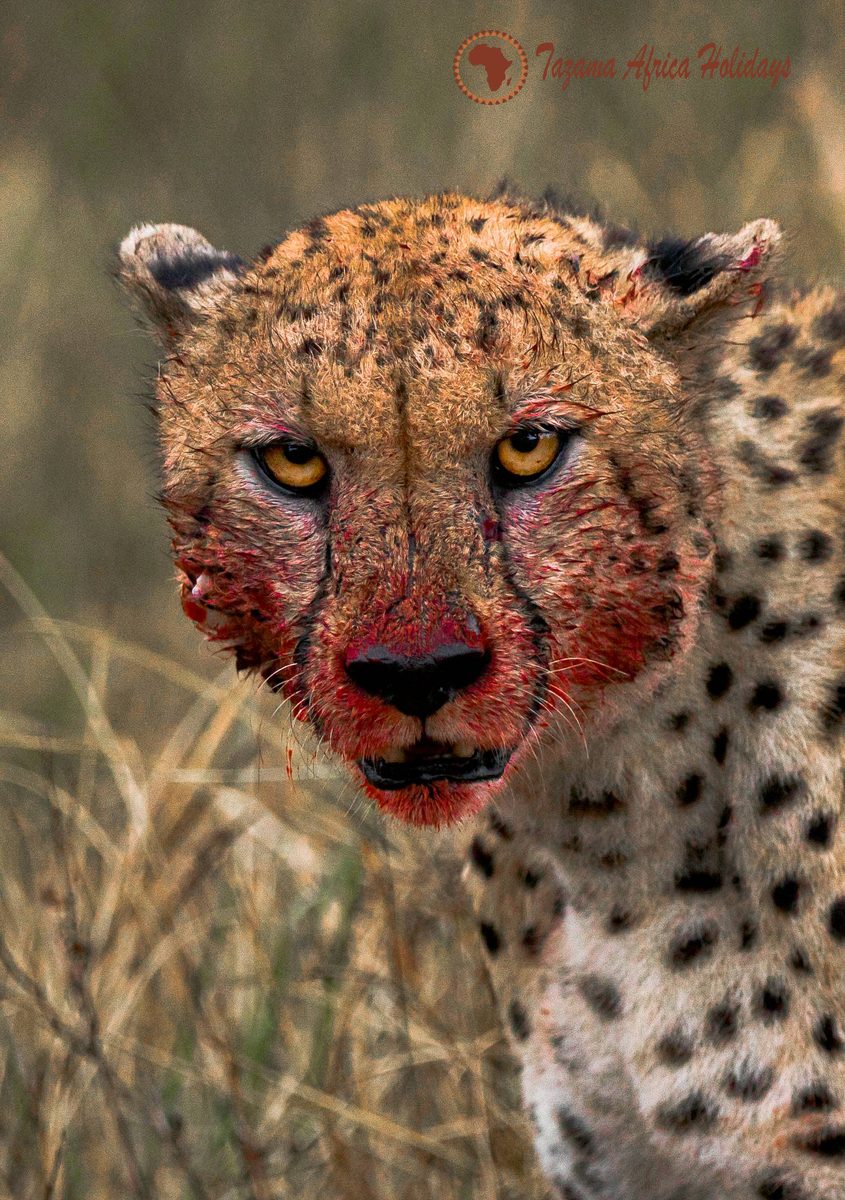Safari Wildlife Study