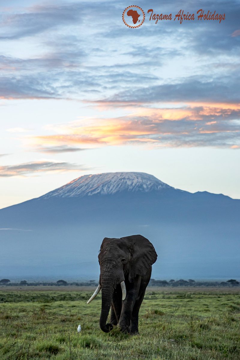 Safari Nature