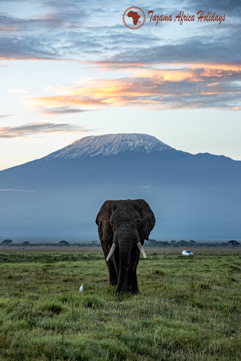 African Wildlife Portrait