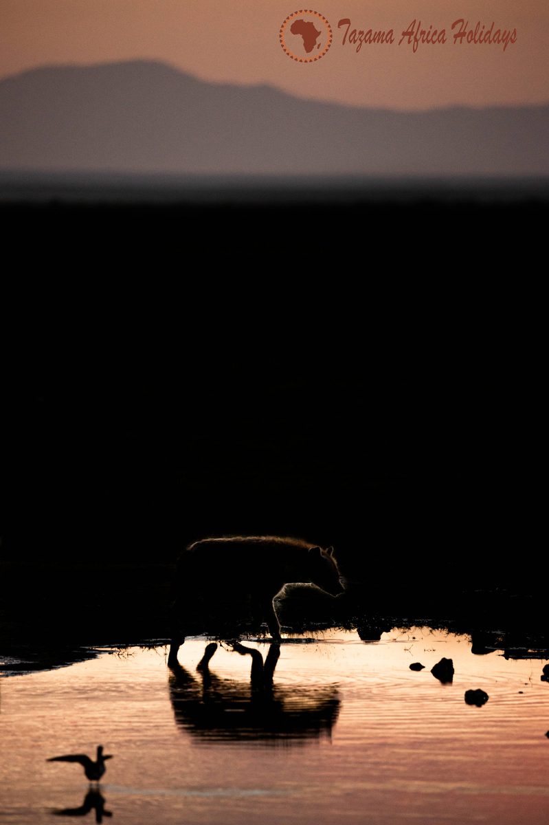 Safari Photography Kenya