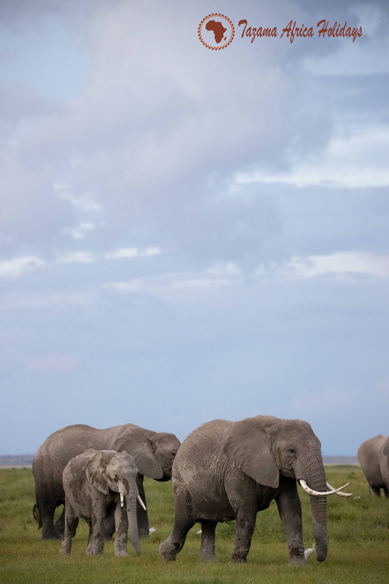 Safari Wildlife Moment