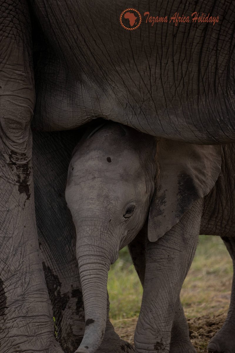 Safari Wildlife Tanzania