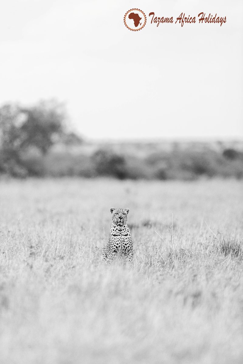 Safari Portrait Kenya