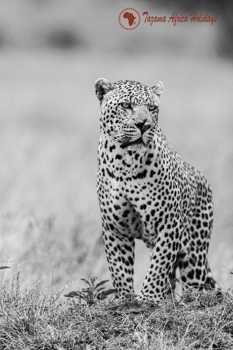 Safari Landscape Kenya