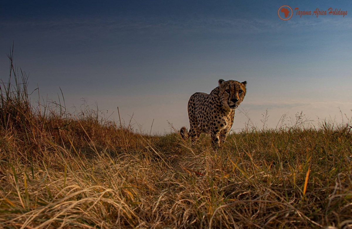 3-Day Basecamp Mara Safari by Tazama