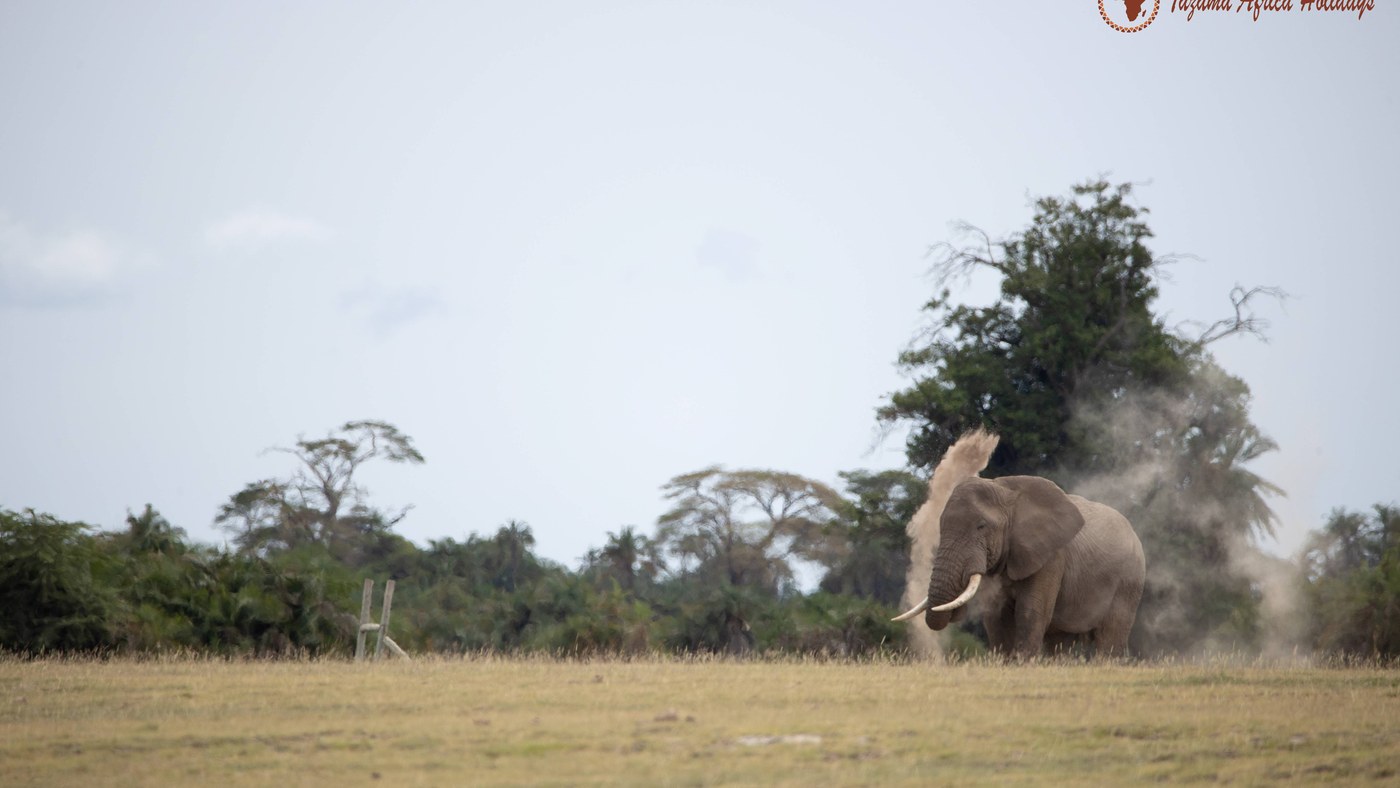 Africa safari tour with elephants at sunset