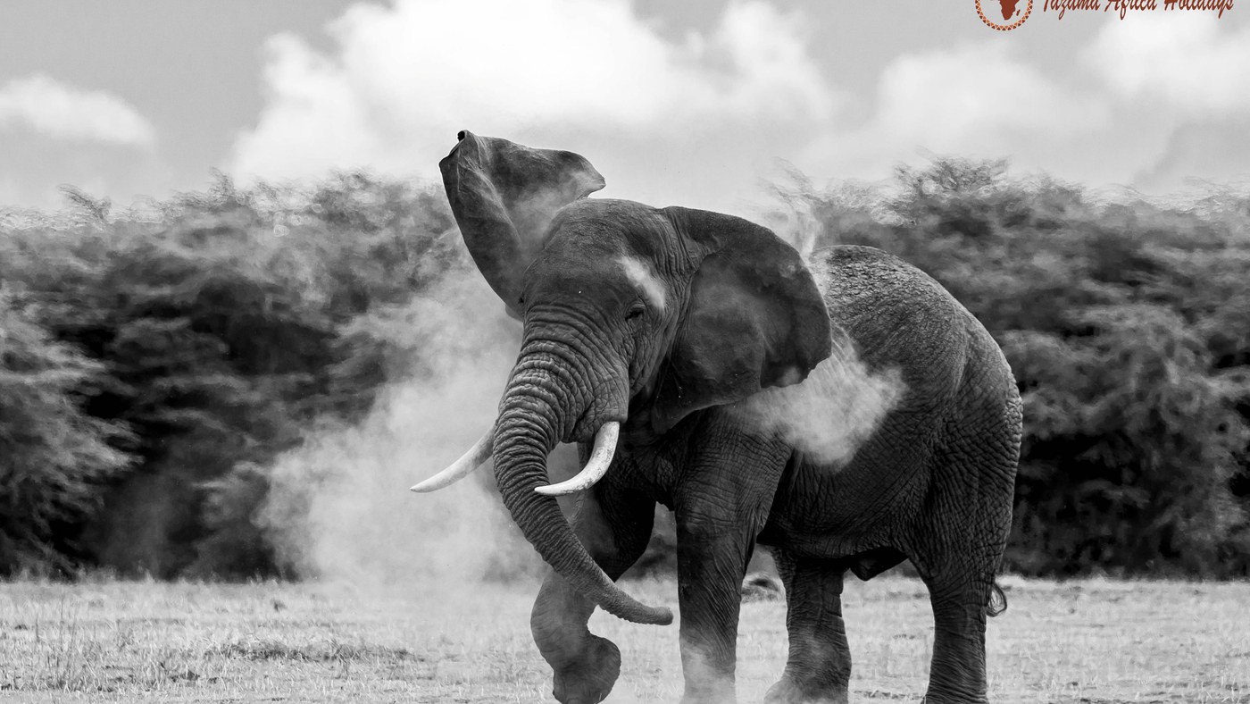 Kenya safari package game drive with lions in Maasai Mara