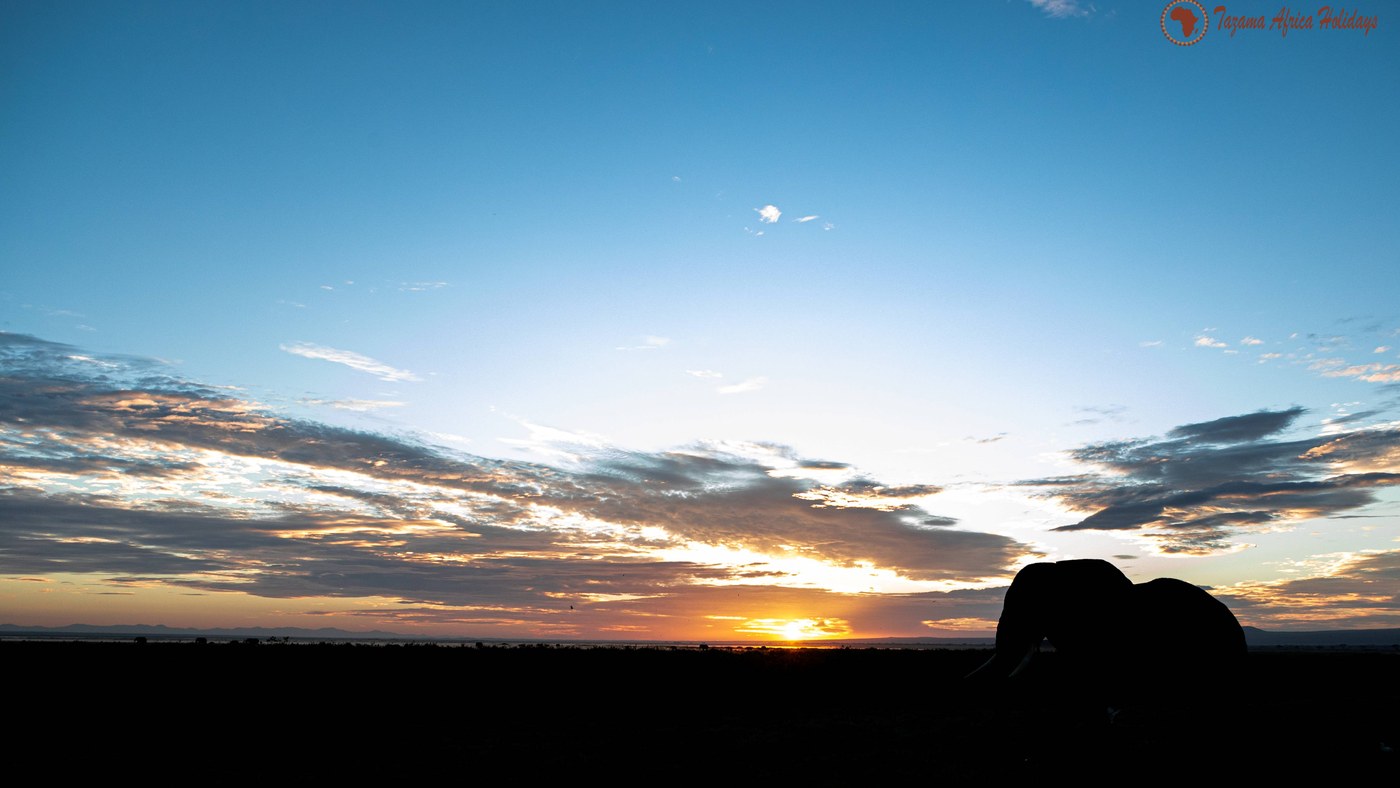 Safari in South Africa with elephants at Kruger National Park