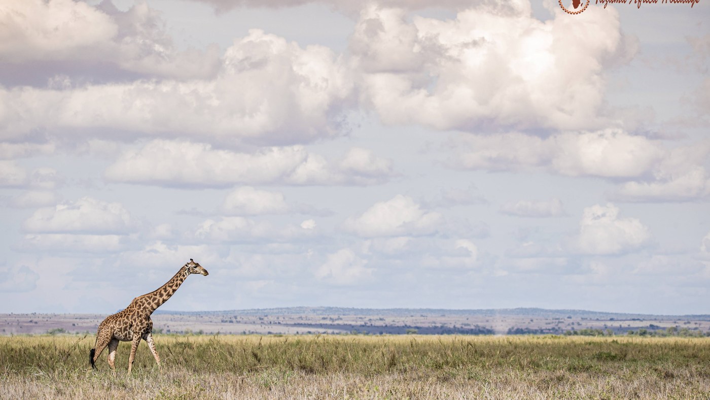 Wildebeest crossing the Serengeti on a Tanzania safari