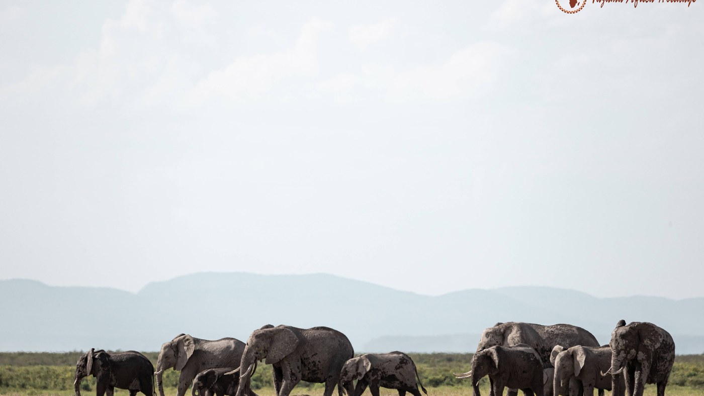 Elephants on a safari in Tanzania with Kilimanjaro backdrop