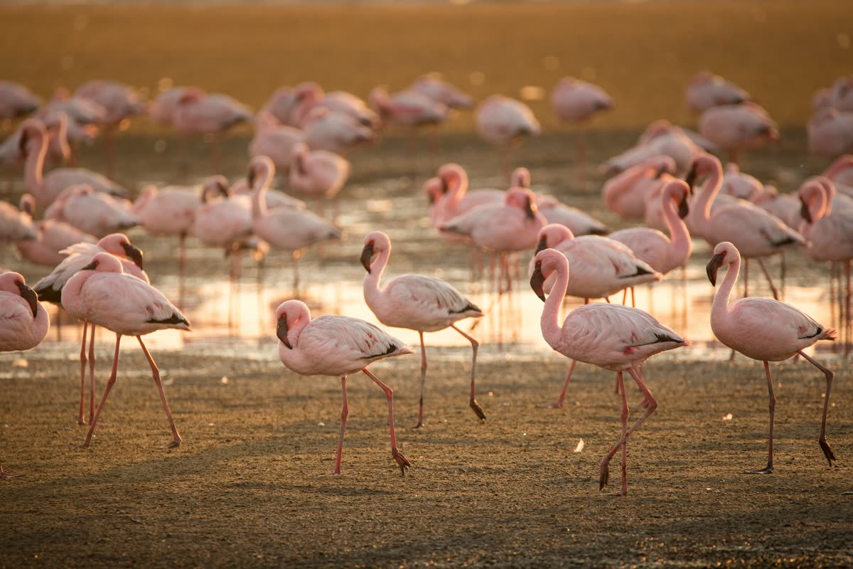 Flamingos of the Rift Lakes